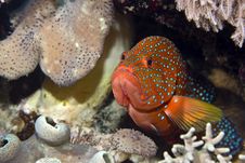 Coral Hind (cephalopholis Miniata) Royalty Free Stock Photos Coral Hind (cephalopholis Miniata) Royalty Free Stock Photos