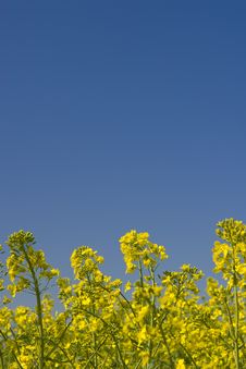 Oilseed Rape Field During Summer With Blue Sky Royalty Free Stock Images Oilseed Rape Field During Summer With Blue Sky Royalty Free Stock Images