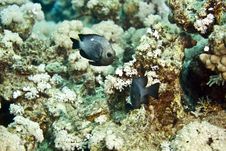 Three-spot Dascyllus (dascyllus Trimaculatus) Stock Photos Three-spot Dascyllus (dascyllus Trimaculatus) Stock Photos