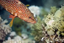Coral Hind (cephalopholis Miniata) Royalty Free Stock Photos Coral Hind (cephalopholis Miniata) Royalty Free Stock Photos