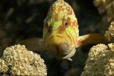 Coral Hind (cephalopholis Miniata) Stock Photo