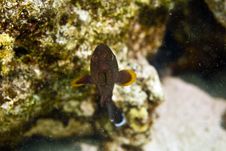 Coral Hind (cephalopholis Miniata) Stock Photos