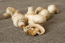 Table Mushrooms Stock Photo Table Mushrooms Stock Photo