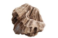Fossil Royalty Free Stock Photos Fossil Royalty Free Stock Photos