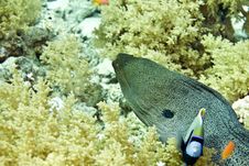 Giant Moray (gymnothorax Javanicus) Stock Photo Giant Moray (gymnothorax Javanicus) Stock Photo