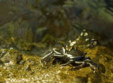Crab On The Rock Stock Photography