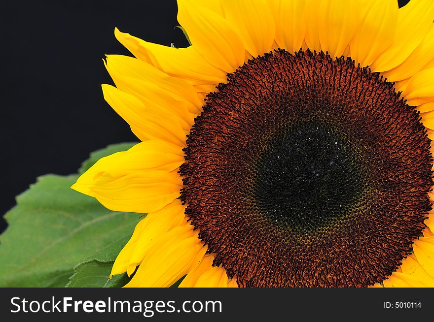 Beautiful close up photography of sunflower. Beautiful close up photography of sunflower