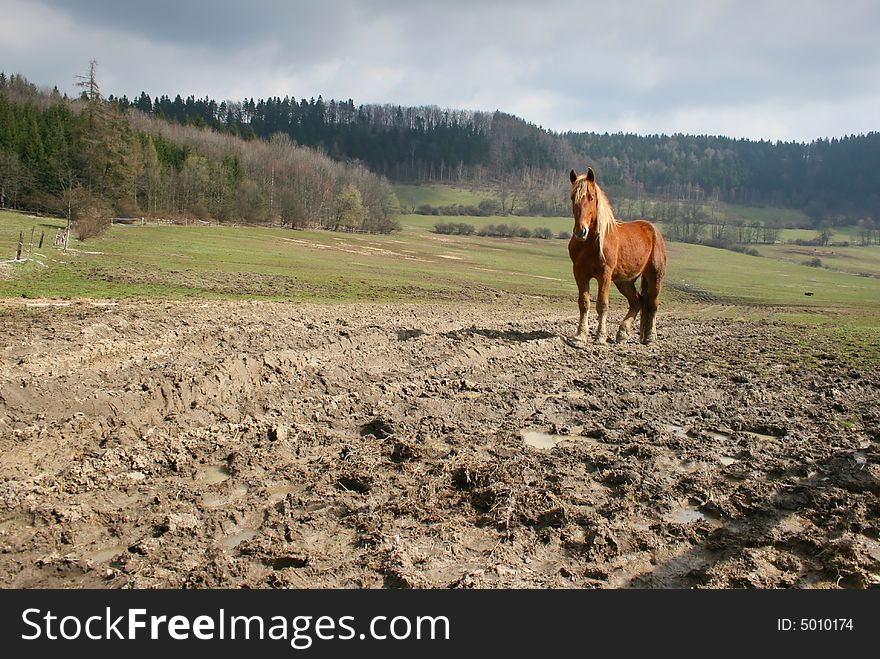 Landscape with horse on pasture