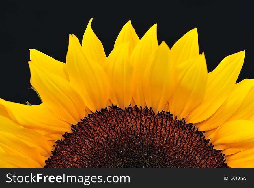 Beautiful close up photography of sunflower. Beautiful close up photography of sunflower