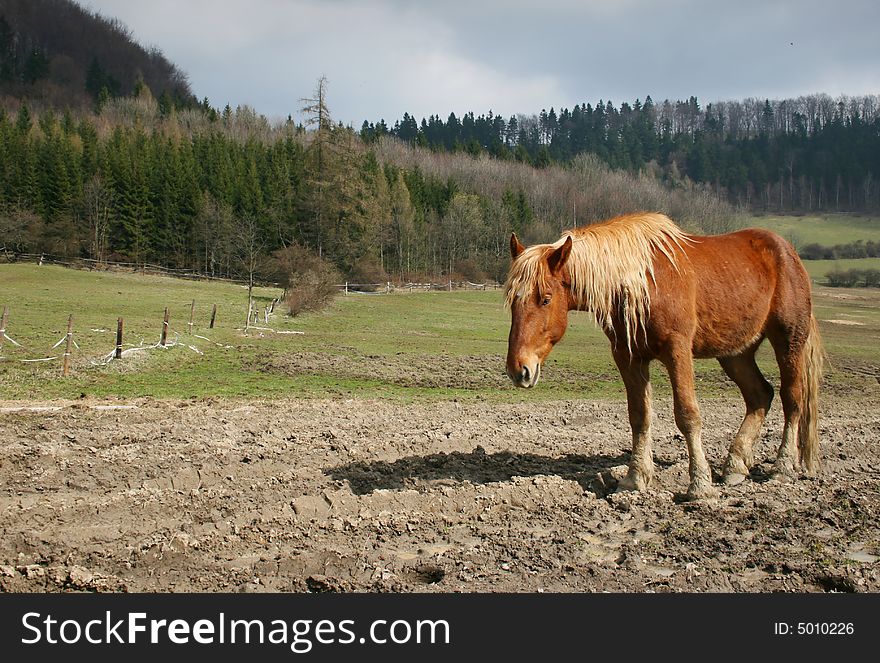 Landscape with brown horse on pasture