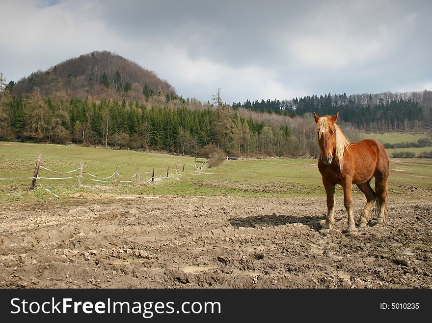 Brown horse and the hill. Brown horse and the hill