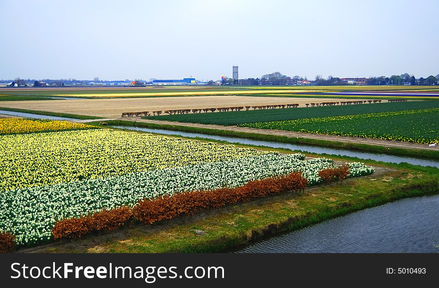 Field of daffodils in Keukenhof, Holland.