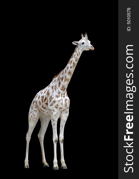 White giraffe isolated