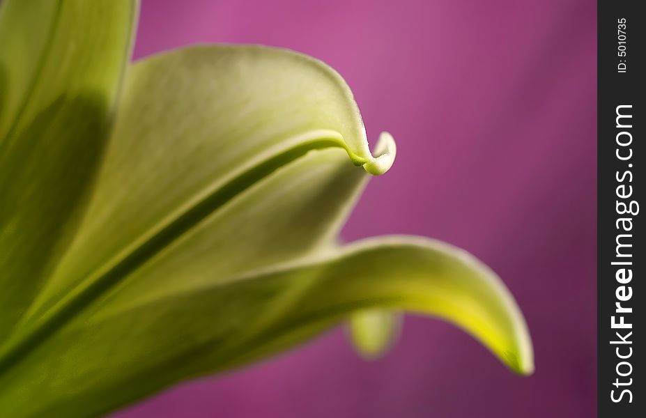 Close-up photo of green flower on violet background. Close-up photo of green flower on violet background