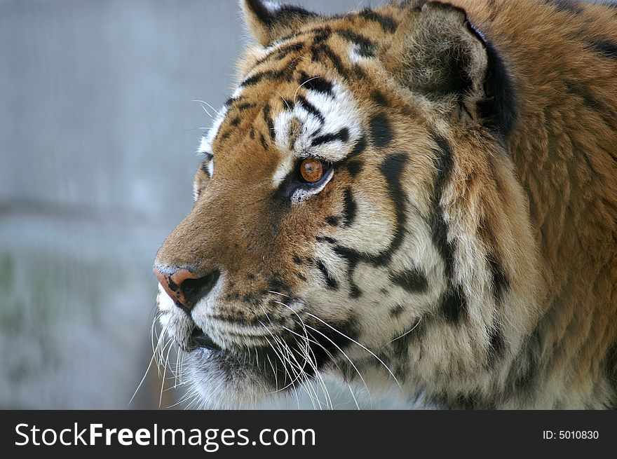 Tensely tiger in the zoo of haag in austria