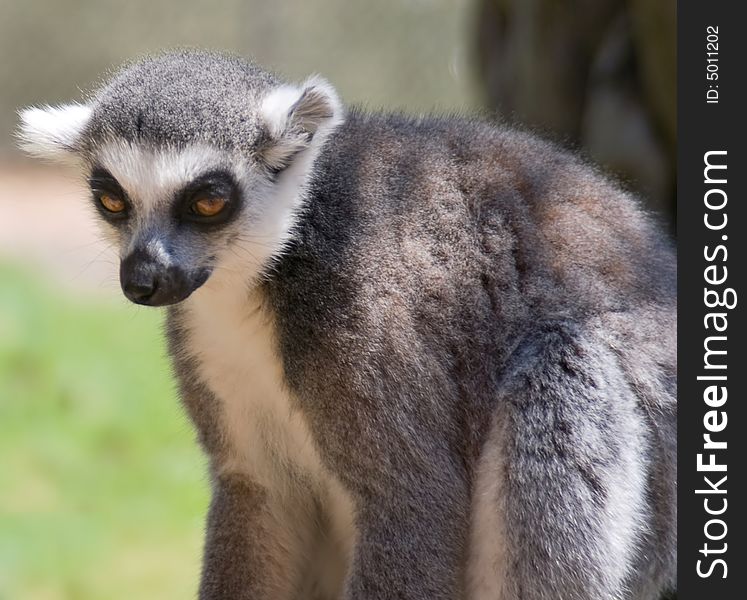 Closeup of Lemur in Jerusalem Bible Zoo