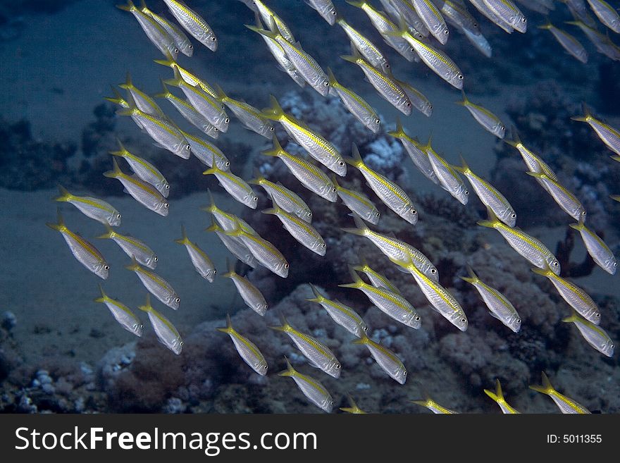 Yellowfin goatfish (mulloidichthys vanicolensis) taken in Na'ama Bay.