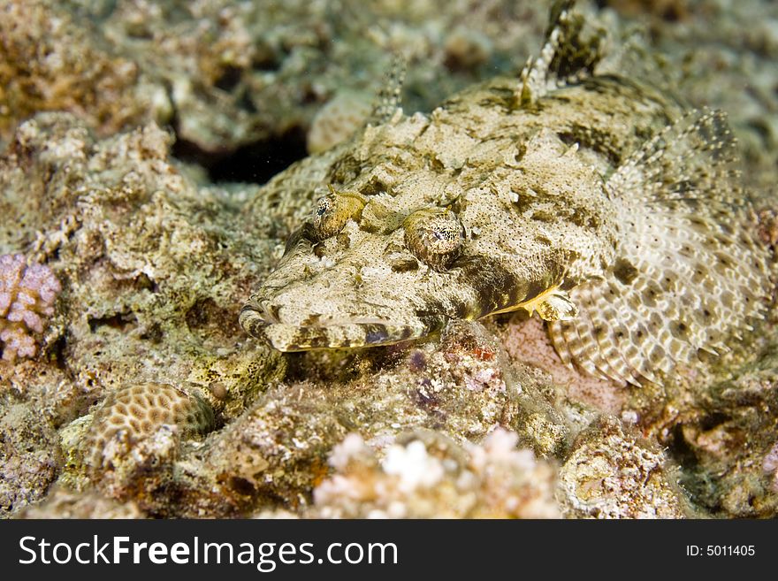 Indean ocean crocodilefish (papilloculiceps longiceps) taken in Na'ama Bay.