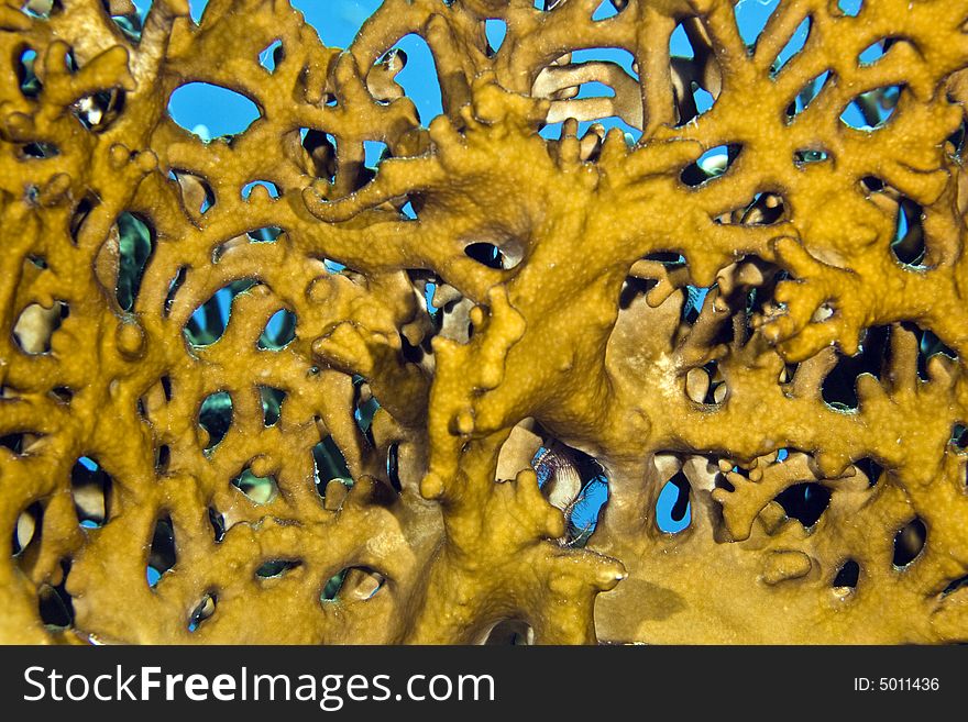 Net fire coral (millepora dichotoma)
 taken in Na'ama Bay.