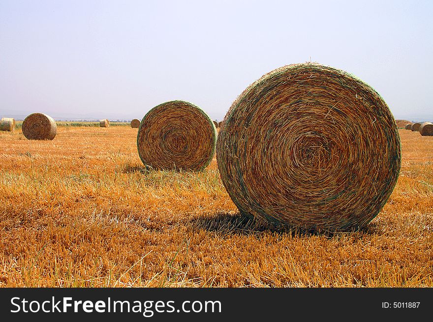 An image of a golden wheat field. An image of a golden wheat field