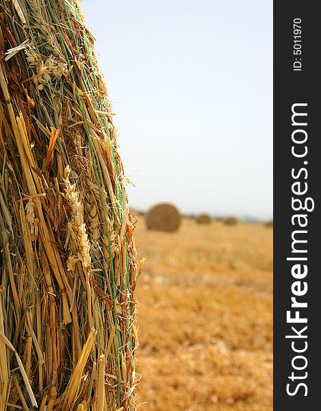 An image of golden gathered wheat at the field. An image of golden gathered wheat at the field