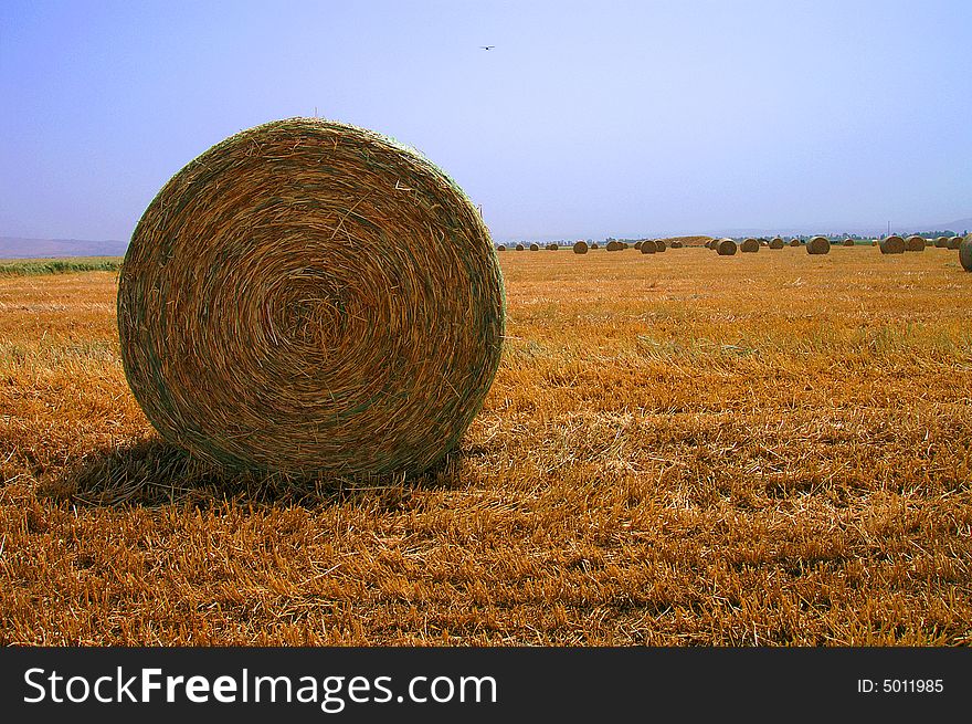 An image of a gathered wheat at the open field. An image of a gathered wheat at the open field