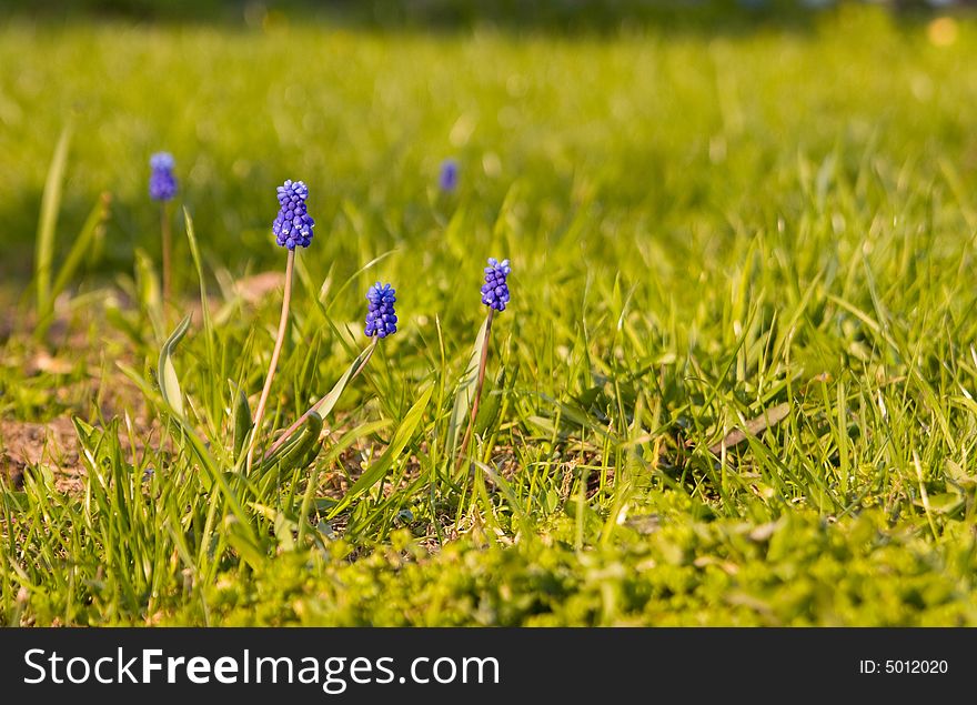 Spring flowers on a grass