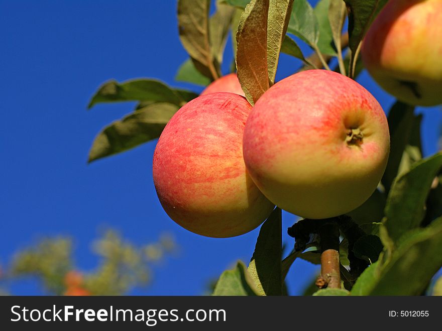 Red apples and leaves on blue sky