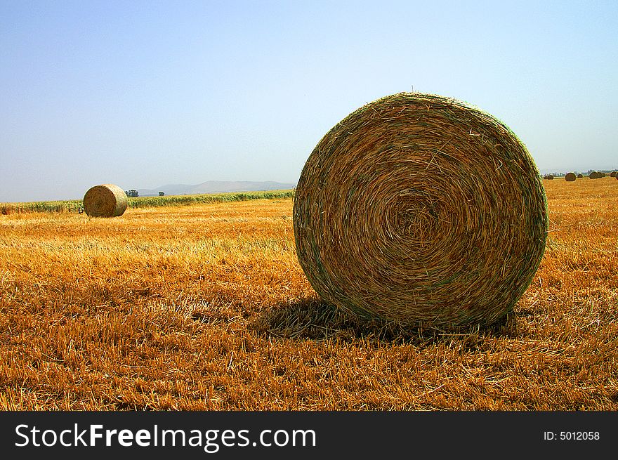 An image of gathered wheat at the open field. An image of gathered wheat at the open field