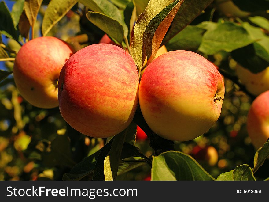 Red Apples And Leaves