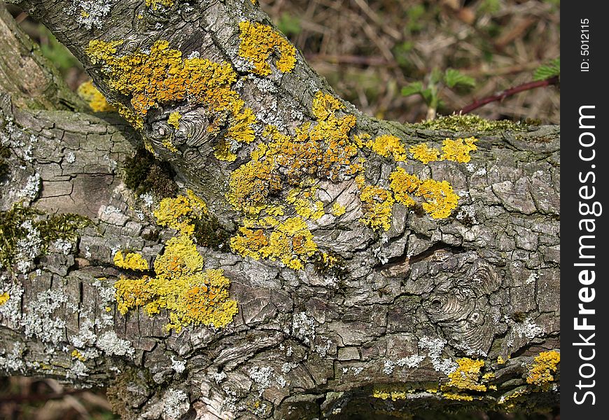 Lichen growing on dead log with moss, in woodland. Lichen growing on dead log with moss, in woodland