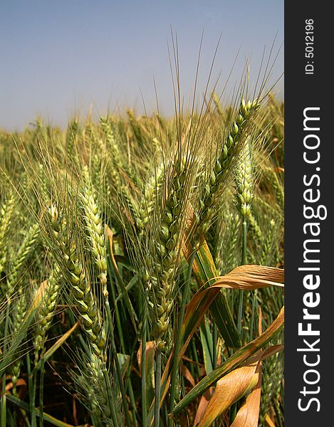 An image of a green wheat