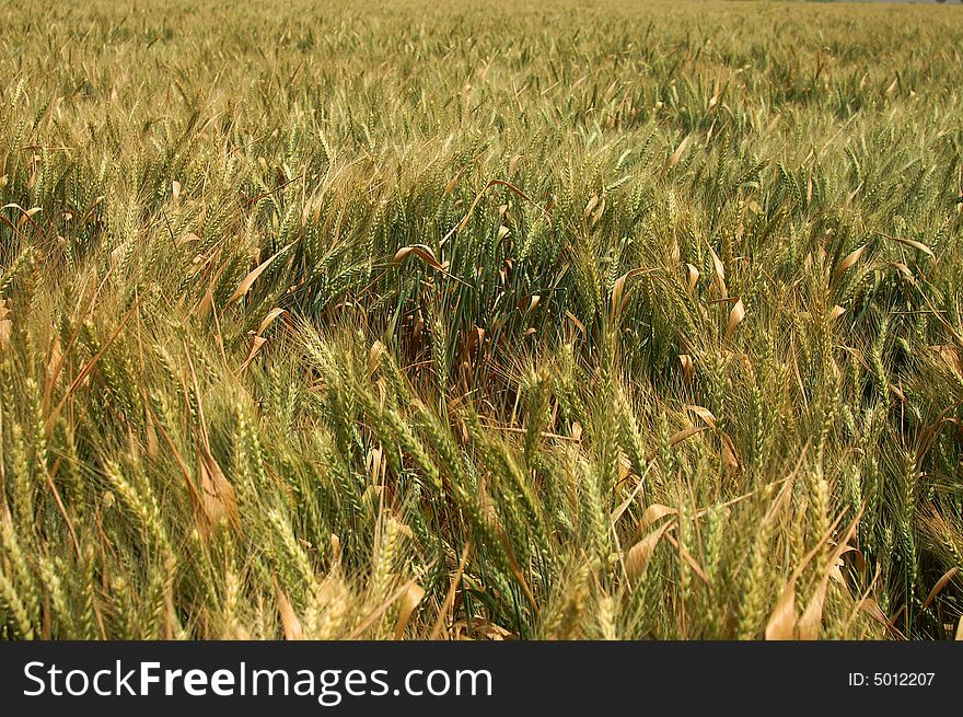 An image of a green wheat field