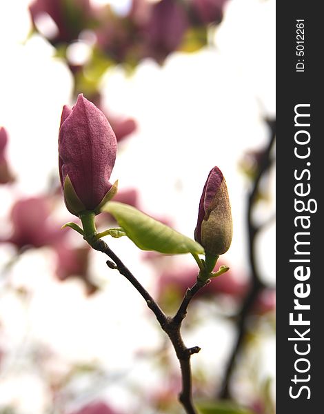 Magnolia - pink, spring, blue sky