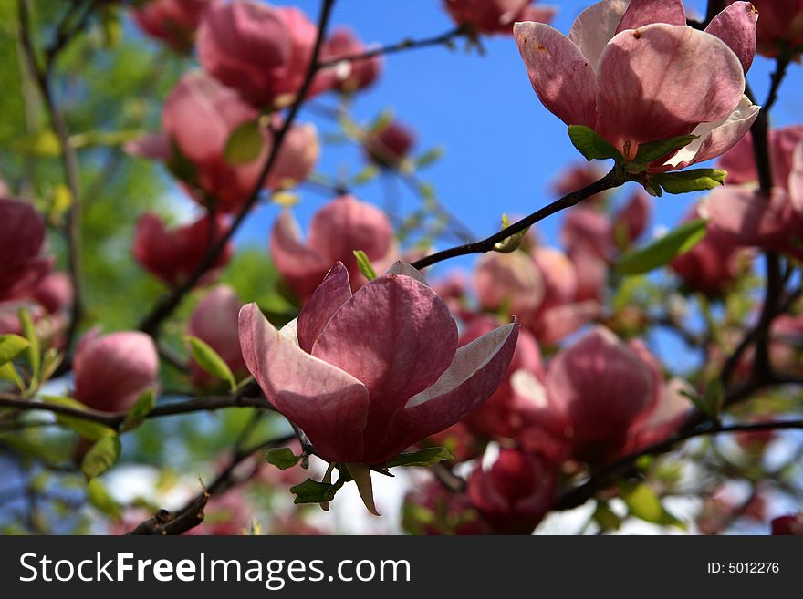 Magnolia - pink, spring, blue sky