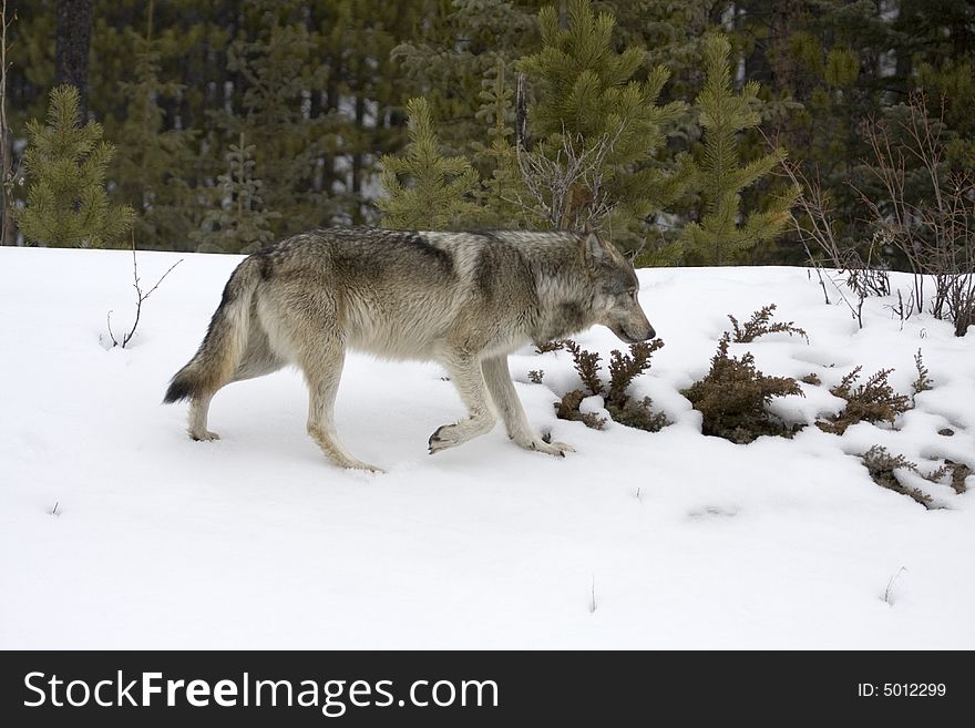 Shoot near Maligne Lake in Jasper National Park, Canada. Shoot near Maligne Lake in Jasper National Park, Canada