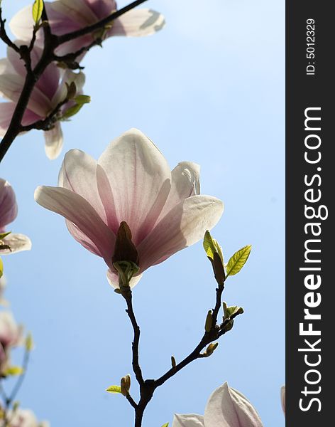 A lot of lowers of magnolia, detail of tree. A lot of lowers of magnolia, detail of tree