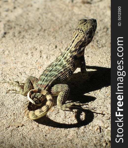 Green lizard on a rock