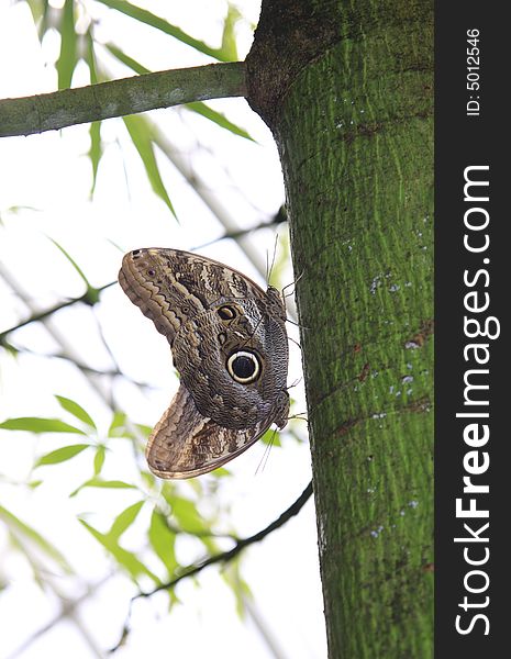 Two tropical butterflies copulating on the green bamboo trunk. Two tropical butterflies copulating on the green bamboo trunk.