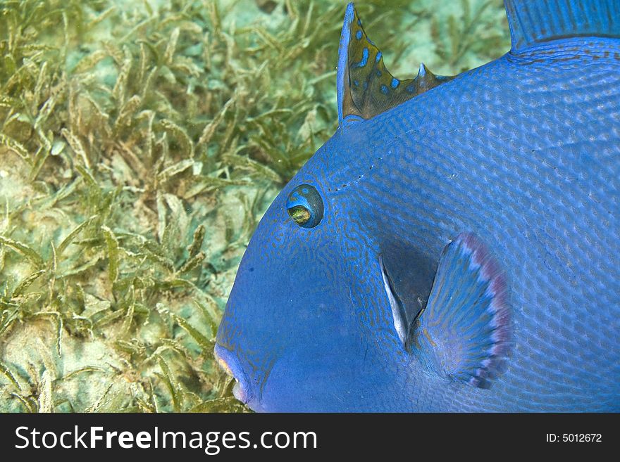 Blue triggerfish (pseudobalistes fuscus) taken in Na'ama Bay