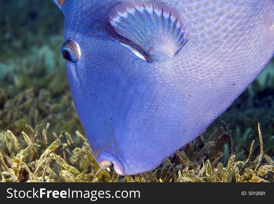 Blue triggerfish (pseudobalistes fuscus) taken in Na'ama Bay