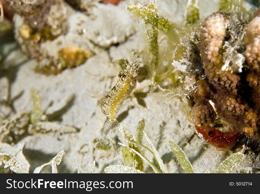 Highfin Fang Blenny (petroscirtes Mitratus)