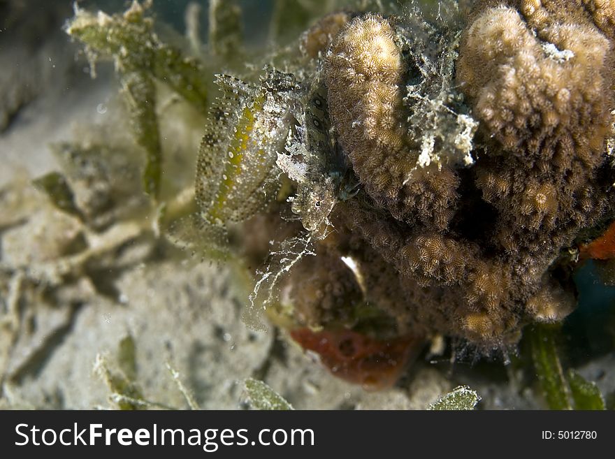 Highfin fang blenny (petroscirtes mitratus) taken in Na'ama Bay