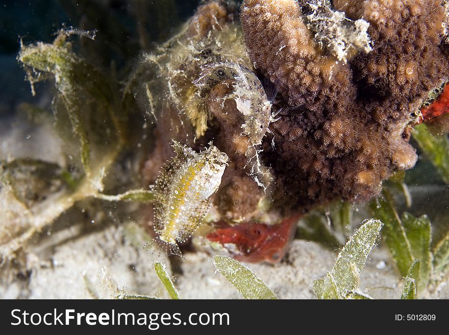 Highfin Fang Blenny (petroscirtes Mitratus)