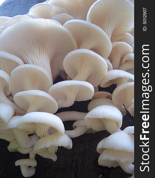 Photo of wild fungi growing outdoors