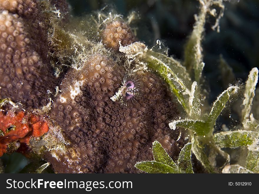 Highfin fang blenny (petroscirtes mitratus)