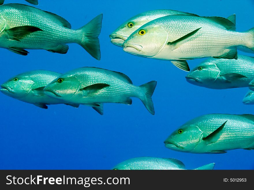 Mangrove snappers (lutjanus argentimaculatus) taken at shark reef