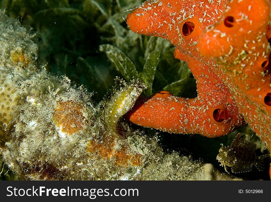 Highfin Fang Blenny (petroscirtes Mitratus)