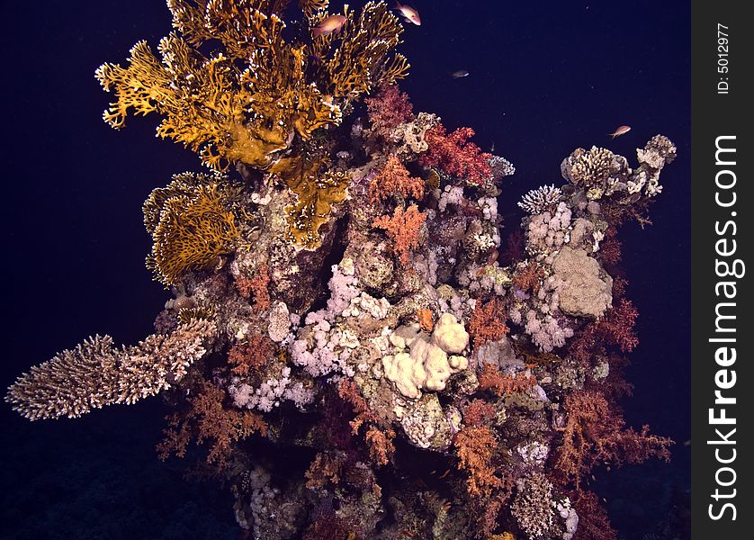 Soft and hard coral pinnacle taken in ras ghozlani