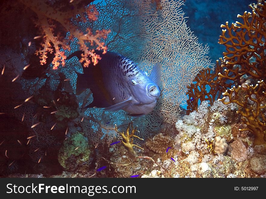 Red Sea Angelfish (Pomacanthus maculosus) taken in ras ghozlani
